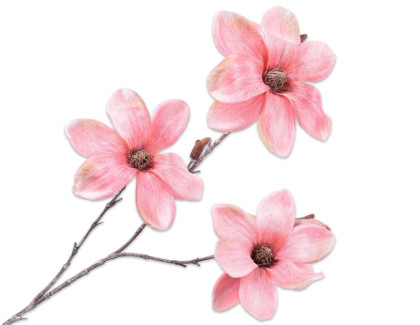 Úspěch naší žákyně - testování SCIO